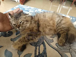 3-6 Months Female Purebred Persian