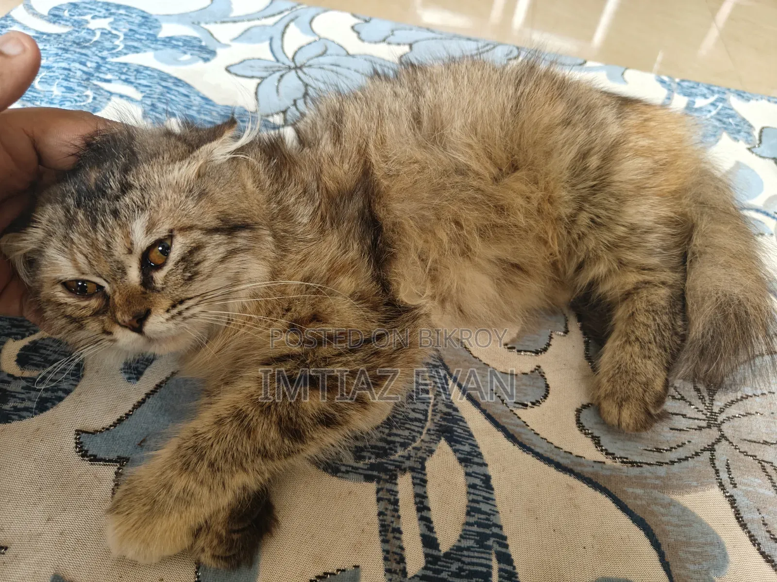 3-6 Months Female Purebred Persian