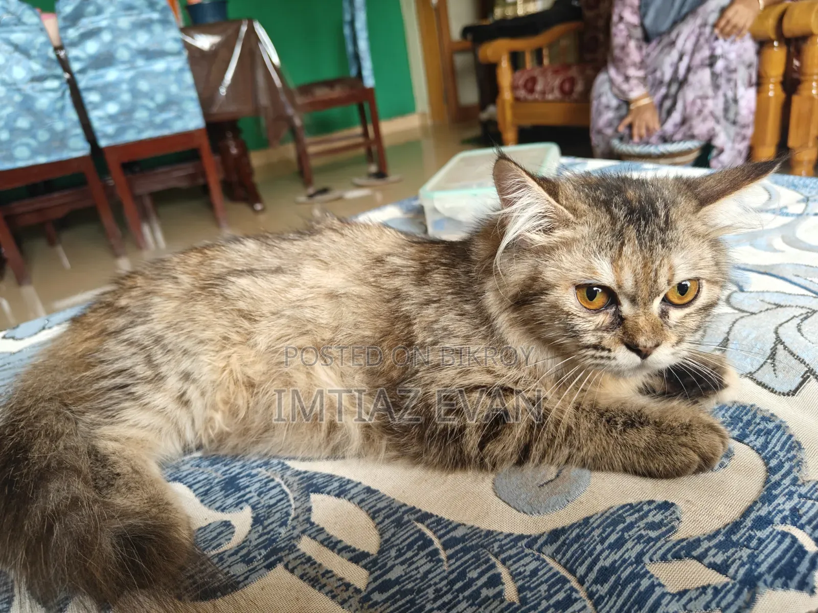 3-6 Months Female Purebred Persian