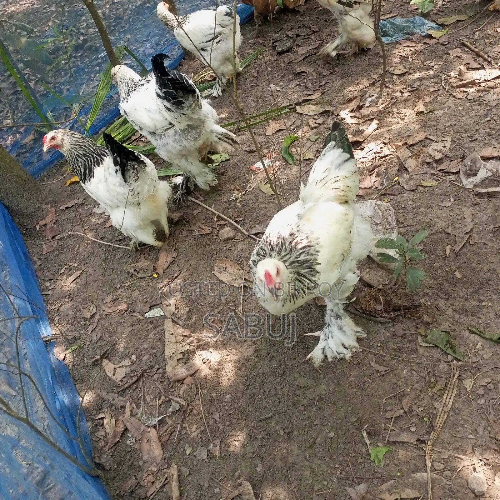 Columbian Light Brahma Rooster