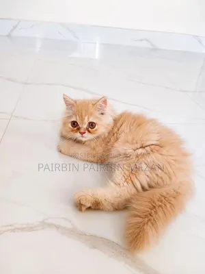3-6 Months Male Purebred Persian