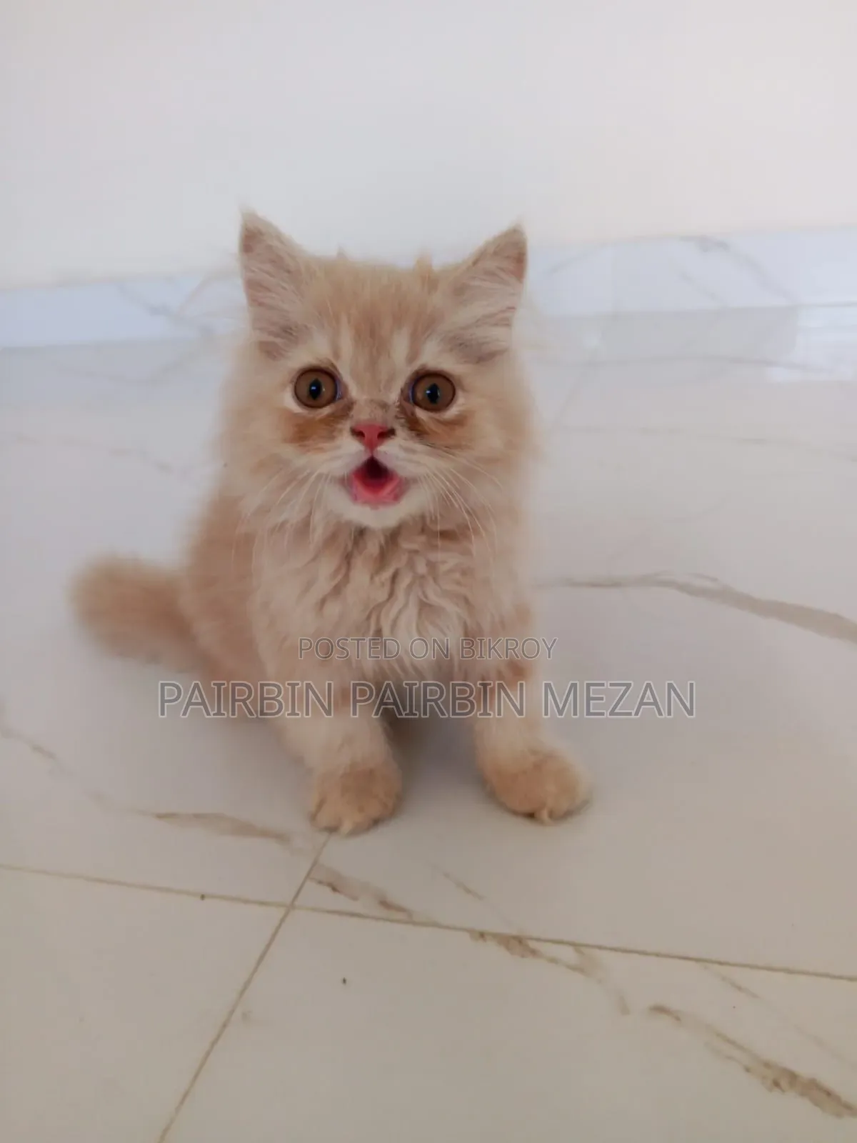 3-6 Months Male Purebred Persian