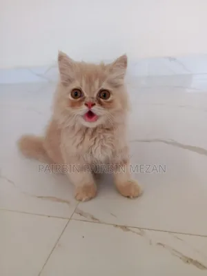 3-6 Months Male Purebred Persian