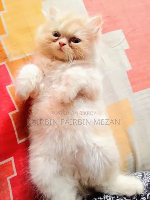 3-6 Months Male Purebred Persian