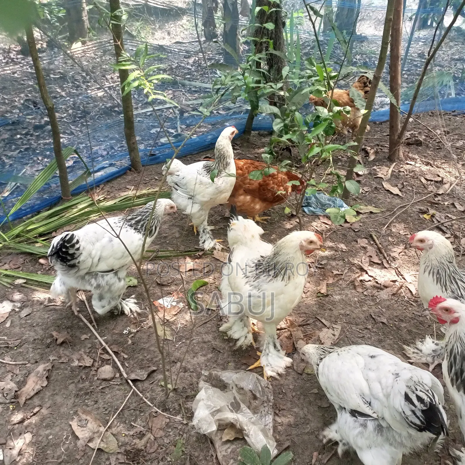 Columbian Light Brahma Rooster