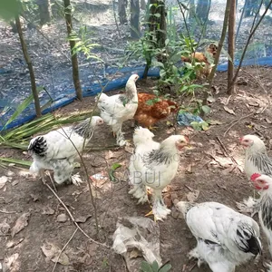 Columbian Light Brahma Rooster