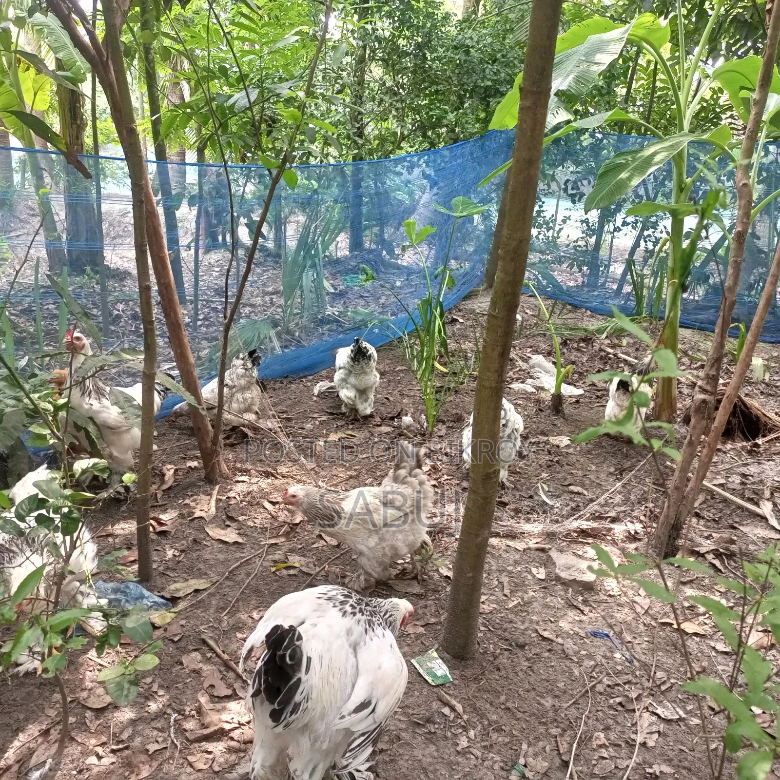 Columbian Light Brahma Rooster