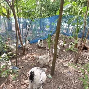 Columbian Light Brahma Rooster