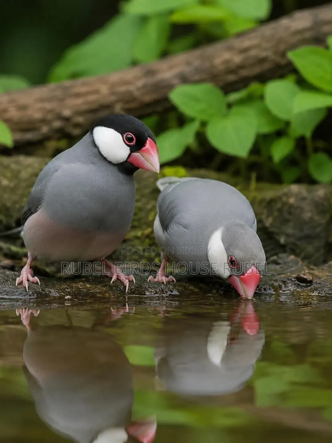 Java Finches, these birds are for rehoming