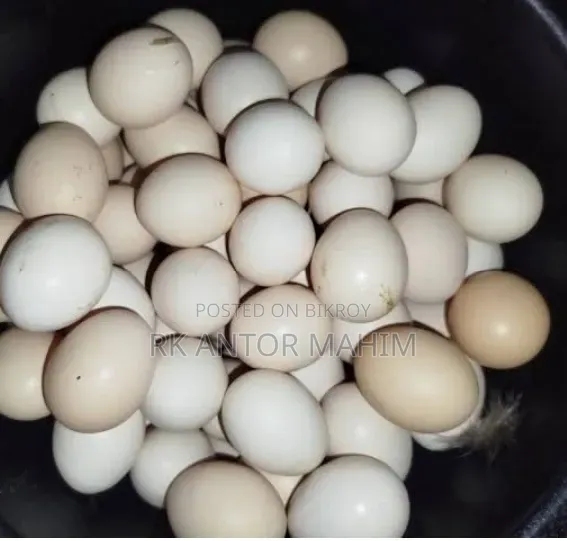 Fayoumi Chicken Hatching Eggs