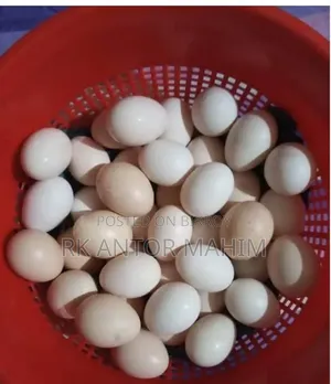Fayoumi Chicken Hatching Eggs