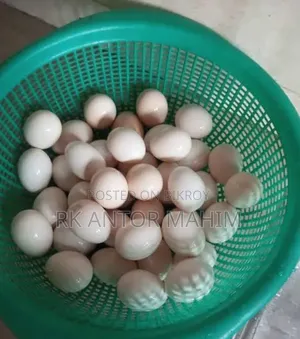 Fayoumi Chicken Hatching Eggs