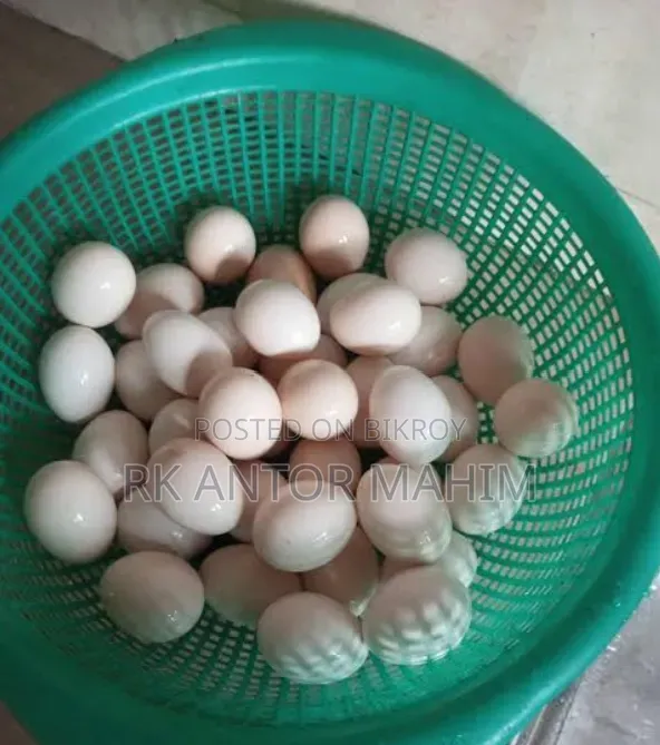 Fayoumi Chicken Hatching Eggs