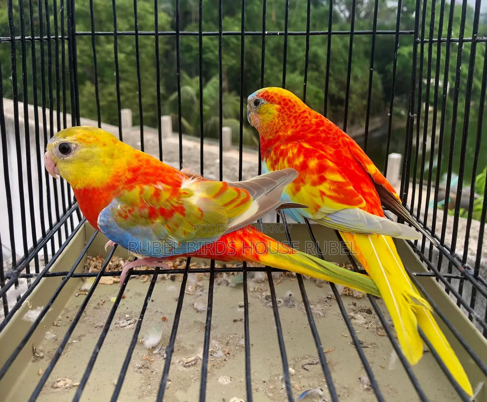 These Turkey birds will be sold