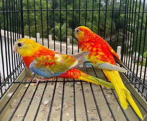 These Turkey birds will be sold