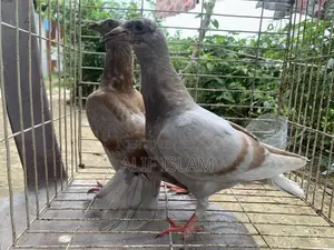 ২ জোড়া রেসার, এবং একটি রেসার মাদি