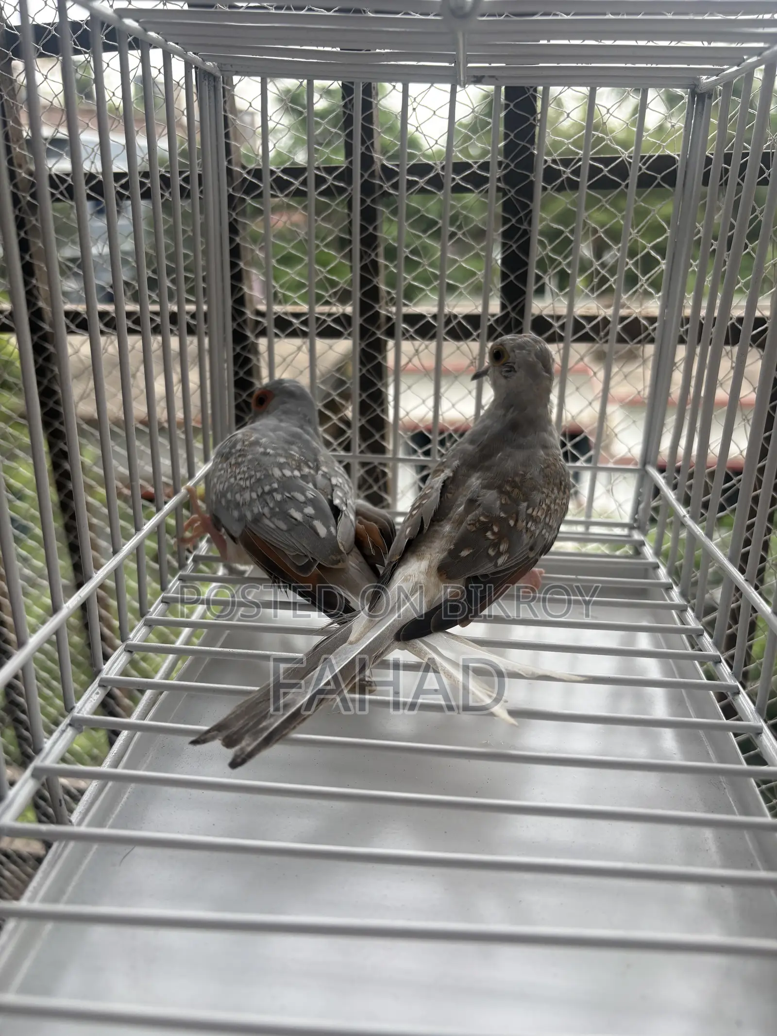 Adult Diamond Dove