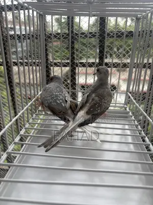 Adult Diamond Dove