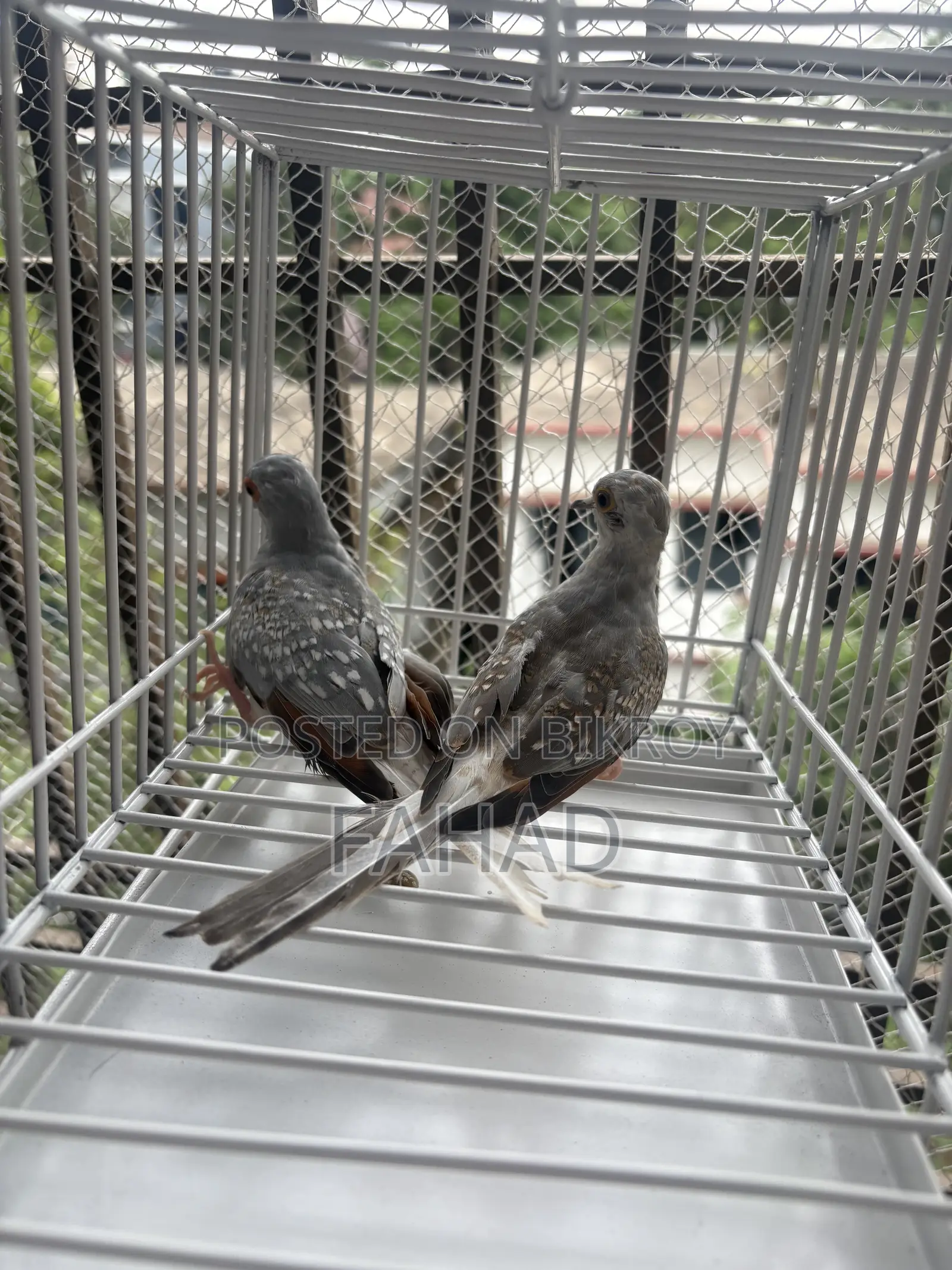 Adult Diamond Dove