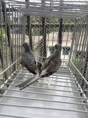 Adult Diamond Dove