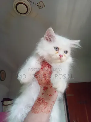 1-3 Months Male Purebred Persian