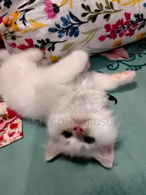 1-3 Months Male Purebred Persian