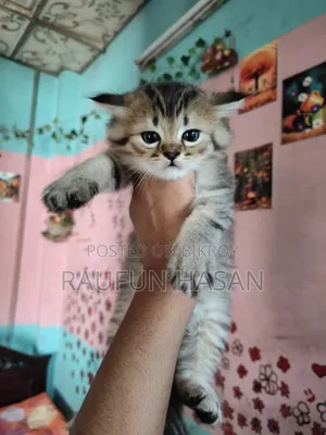 1-3 Months Female Purebred Persian