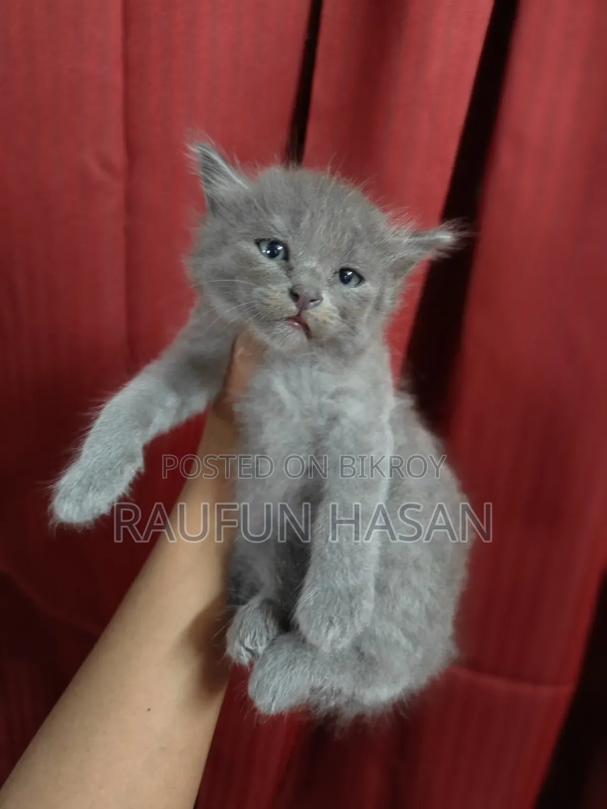 1-3 Months Female Purebred Persian