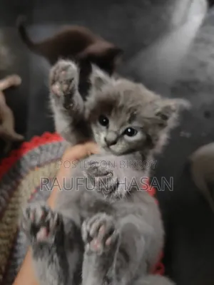 1-3 Months Female Purebred Persian