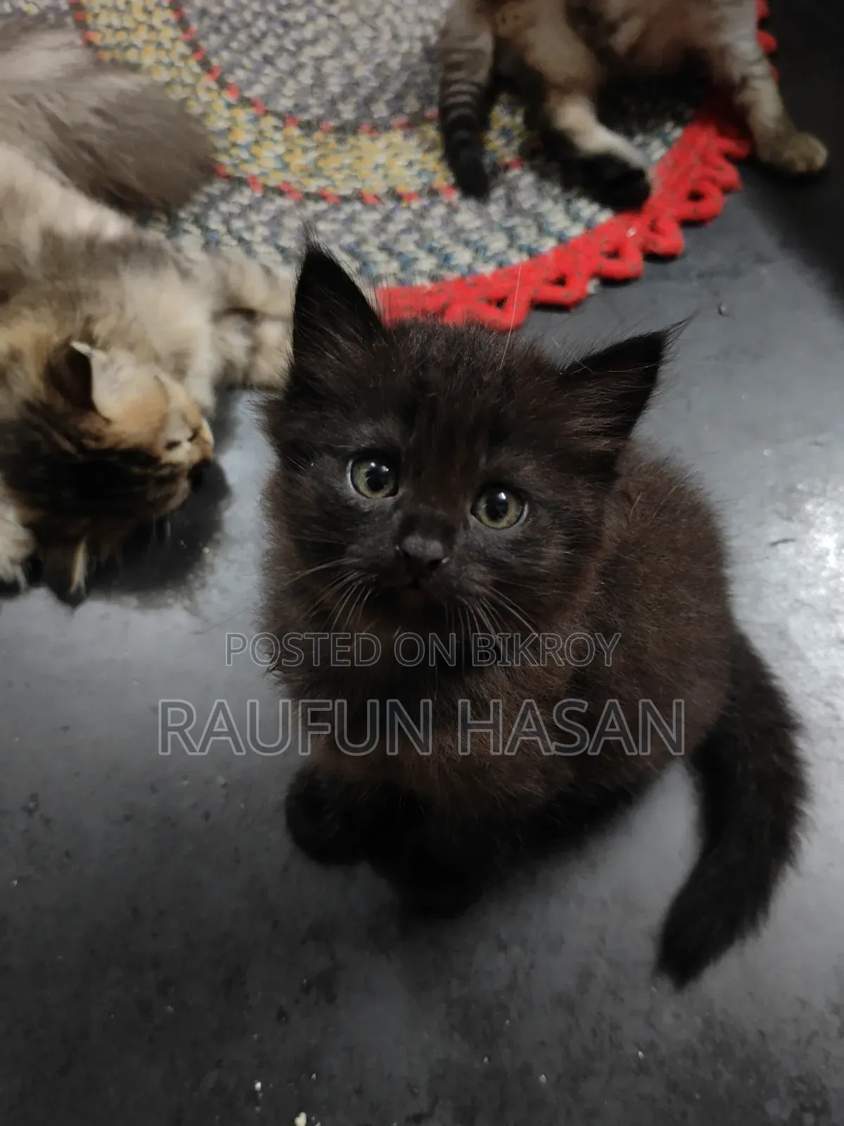 1-3 Months Female Purebred Persian