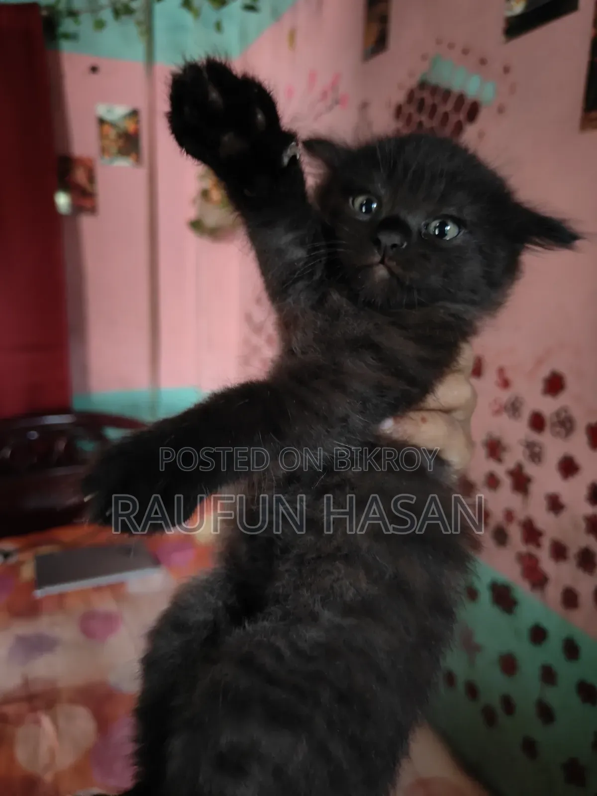 1-3 Months Female Purebred Persian