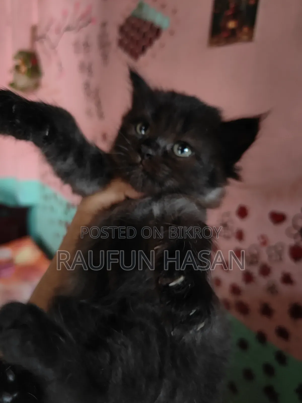 1-3 Months Female Purebred Persian