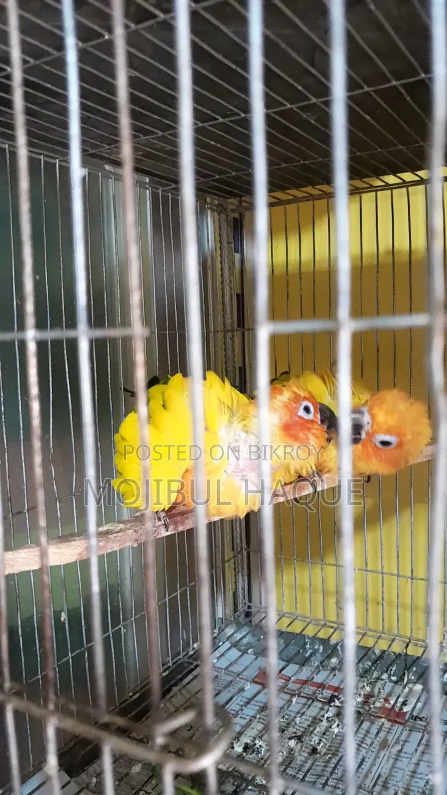 Sun Conure Bird