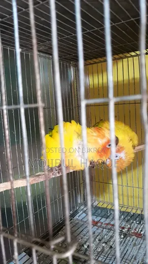 Sun Conure Bird
