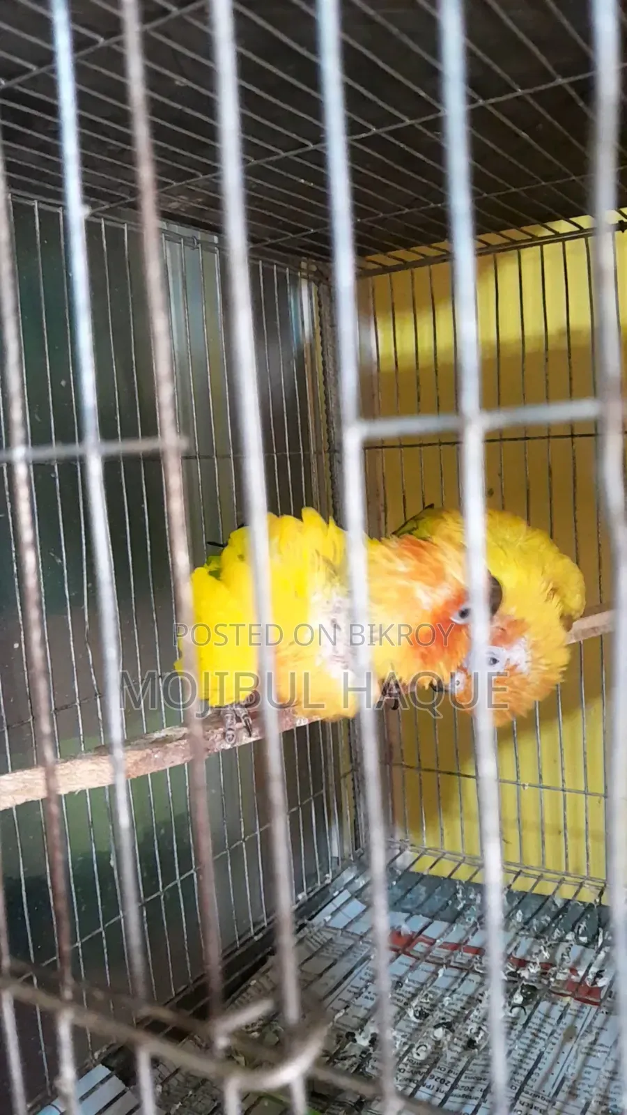 Sun Conure Bird
