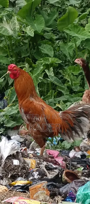 Asil Cross Rooster