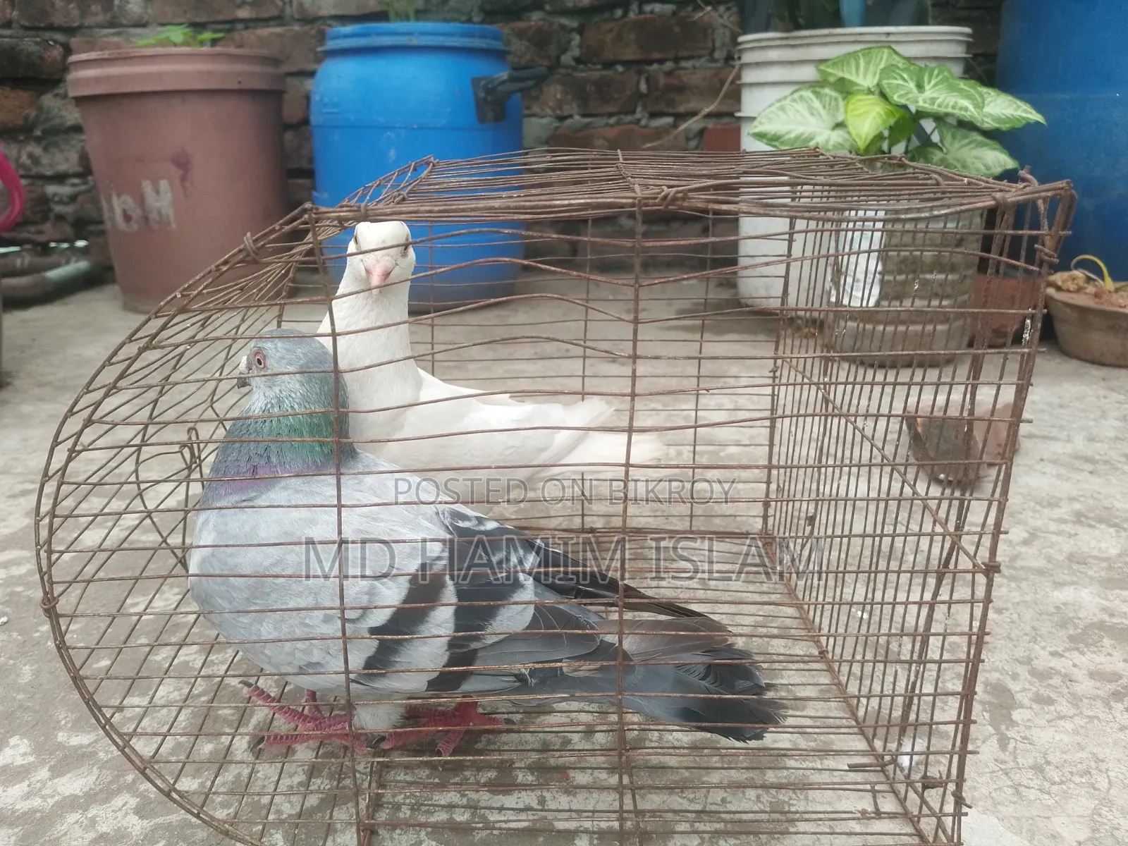Huma Pigeon