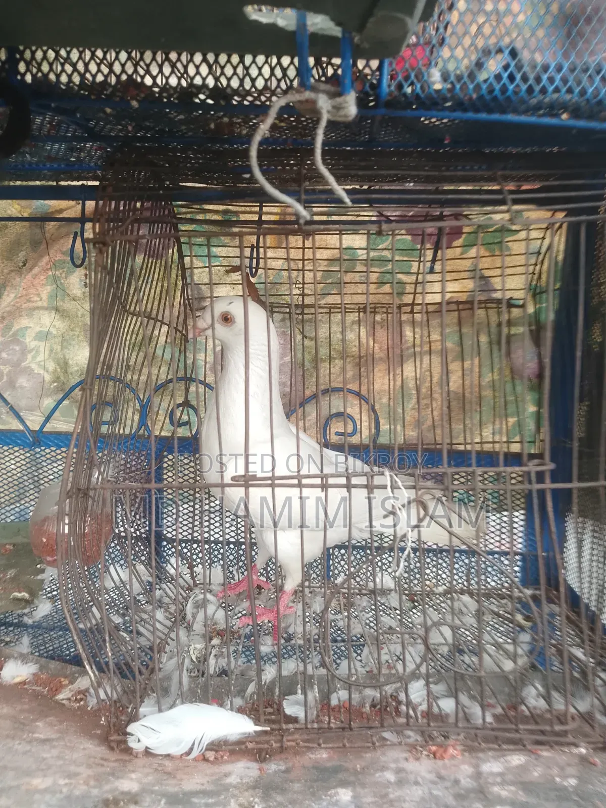 Huma Pigeon