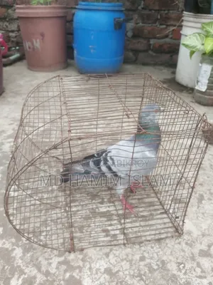 Huma Pigeon