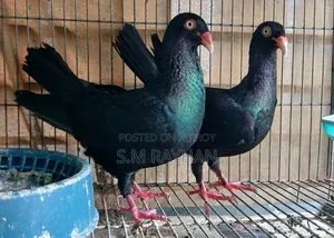 Danish Pigeon