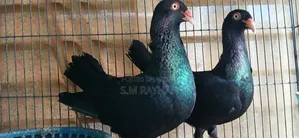 Danish Pigeon