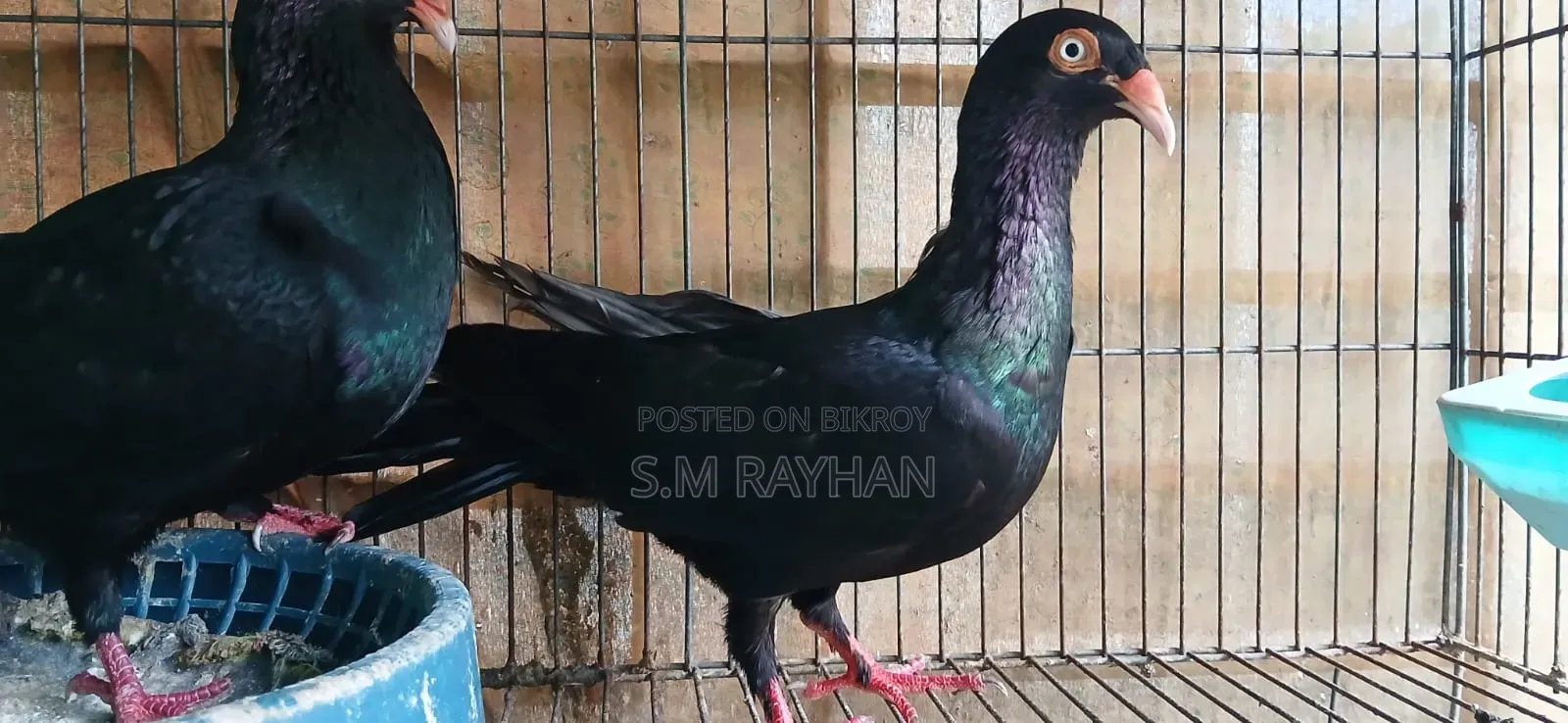 Danish Pigeon