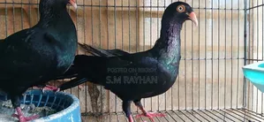 Danish Pigeon