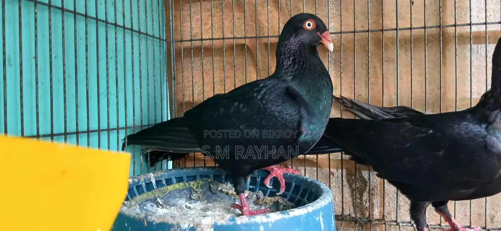 Danish Pigeon
