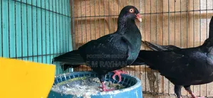 Danish Pigeon