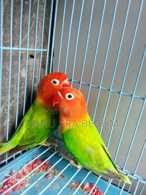 Running Lovebirds