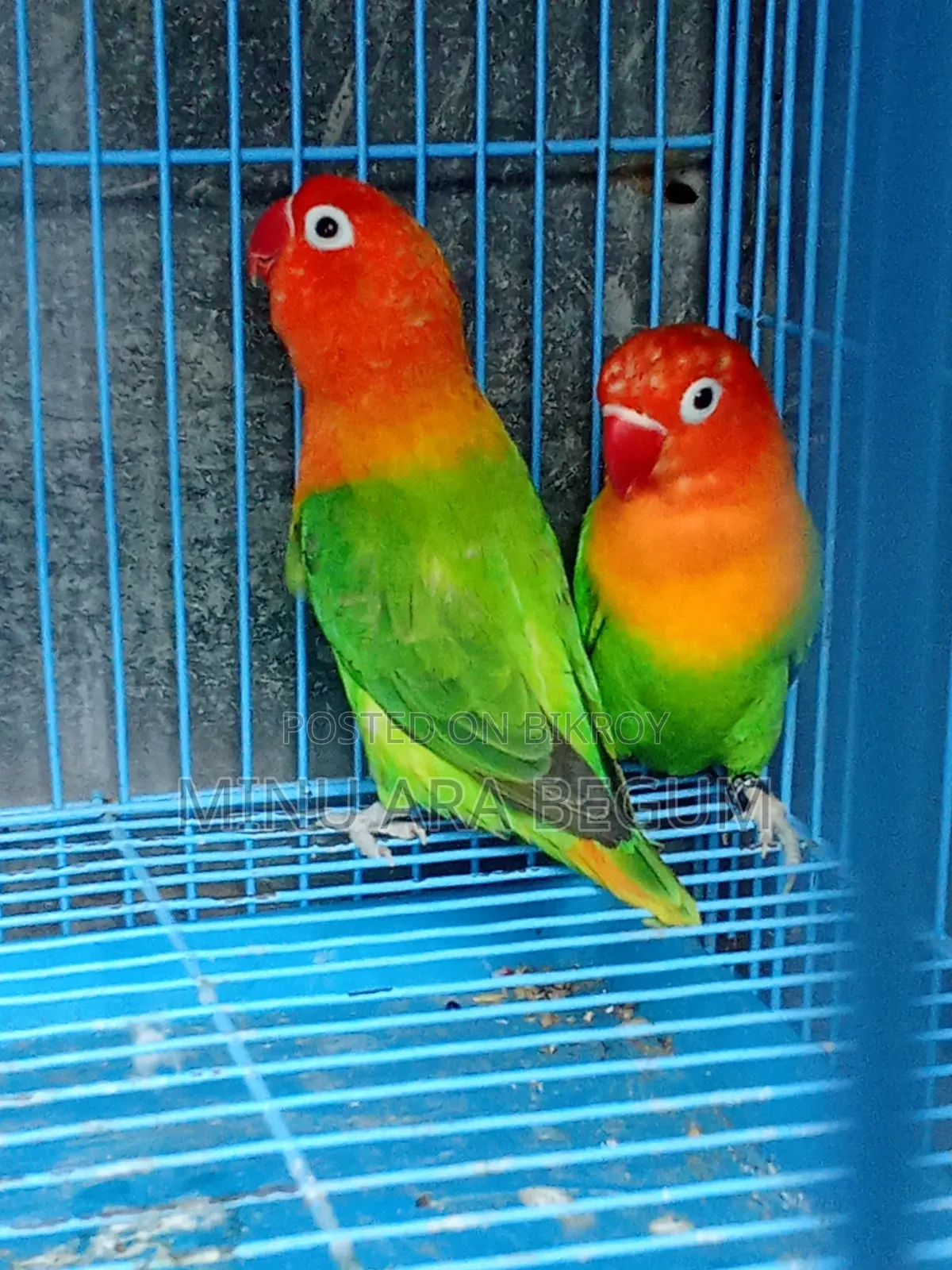 Running Lovebirds