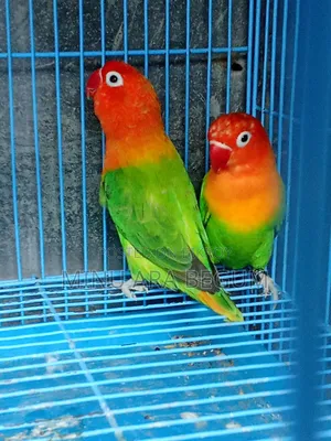 Running Lovebirds
