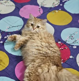 1+ year Female Purebred Persian Cat