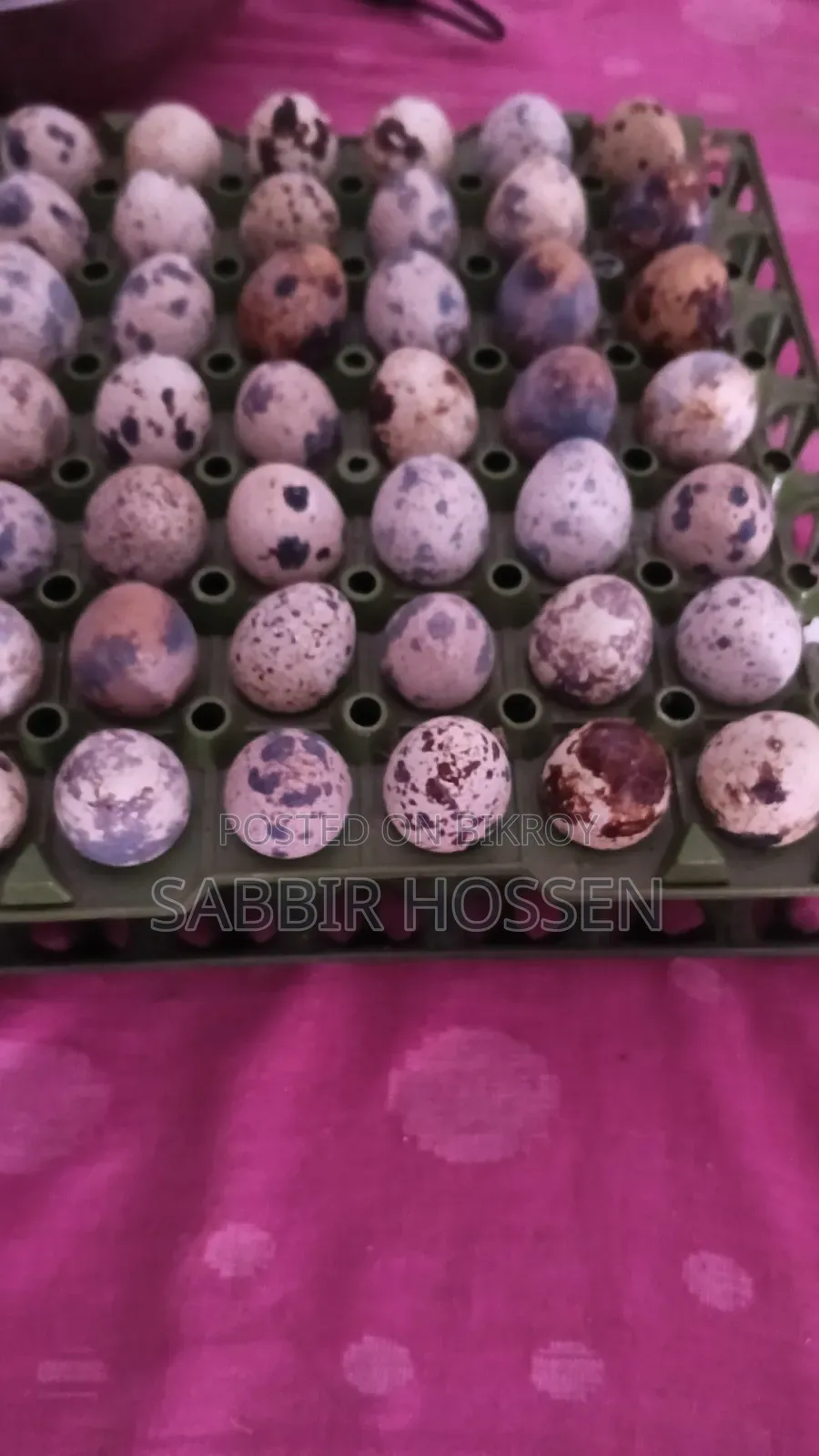 Quail Eggs